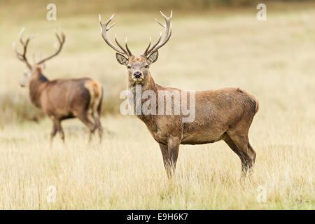 Red Deer (Cervus elaphus) cerf à l'assemblée annuelle de l'Ornière Banque D'Images