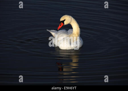 Mute Swan (Cygnus olor), lac Federsee, près de Bad Buchau, Bade-Wurtemberg, Allemagne Banque D'Images