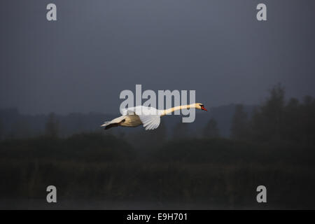 Flying Cygne muet (Cygnus olor), flying, lac Federsee, près de Bad Buchau, Bade-Wurtemberg, Allemagne Banque D'Images