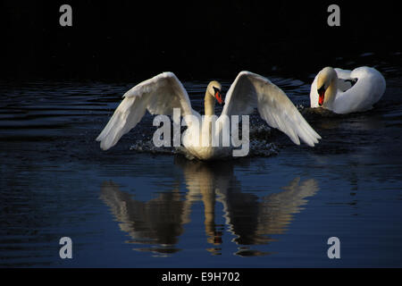 Fuyant le Cygne tuberculé (Cygnus olor), lutte territoriale, du lac Federsee, près de Bad Buchau, Bade-Wurtemberg, Allemagne Banque D'Images