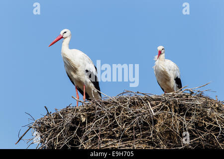 Cigognes blanches (Ciconia ciconia) sur le nid, Warnsdorf, Sarntal, Schleswig-Holstein, Allemagne Banque D'Images