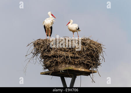 Cigognes blanches (Ciconia ciconia) sur le nid, Warnsdorf, Sarntal, Schleswig-Holstein, Allemagne Banque D'Images