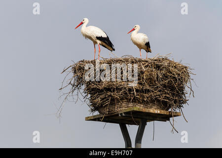 Cigognes blanches (Ciconia ciconia) sur le nid, Warnsdorf, Sarntal, Schleswig-Holstein, Allemagne Banque D'Images