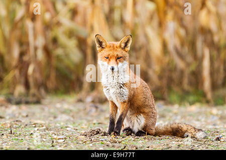 Le renard roux (Vulpes vulpes) reposant dans un champ arable avant une tempête de neige