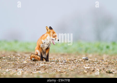 Le renard roux (Vulpes vulpes) reposant dans un champ arable avant une tempête de neige Banque D'Images