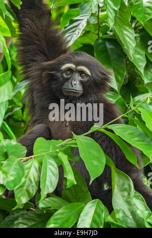 Gibbon Agile en captivité (Hylobates agilis) au Zoo de Singapour Banque D'Images
