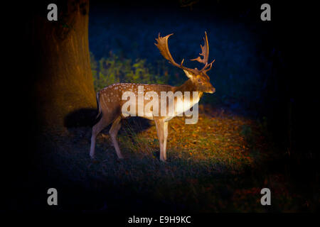 Daims Cervus dama Buck automne Holkham Norfolk deer park Banque D'Images