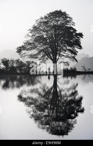 En automne Le lac Felbrigg mist Norfolk UK Banque D'Images