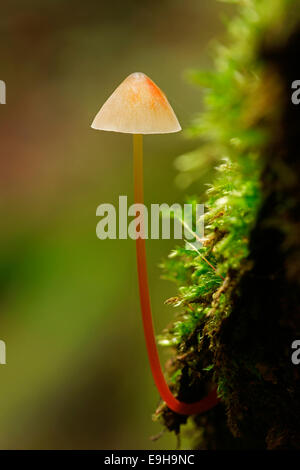 Saffrondrop Bonnet (Mycena crocata), Hesse, Allemagne Banque D'Images