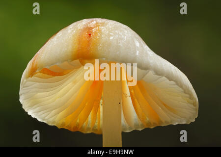 Saffrondrop Bonnet (Mycena crocata), Hesse, Allemagne Banque D'Images