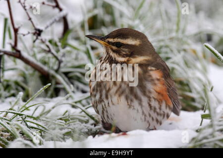 Redwing (Turdus iliacus), de recherche de nourriture en hiver, Strohauser Plate, Basse-Saxe, Allemagne Banque D'Images