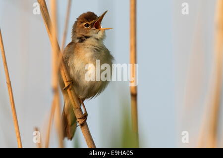 Eurasian Reed Warbler (Acrocephalus scirpaceus) perché sur un songpost, chant, Basse-Saxe, Allemagne Banque D'Images