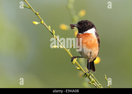 European Stonechat (Saxicola rubicola), homme perché sur l'ajonc avec les proies, Saxe-Anhalt, Allemagne Banque D'Images