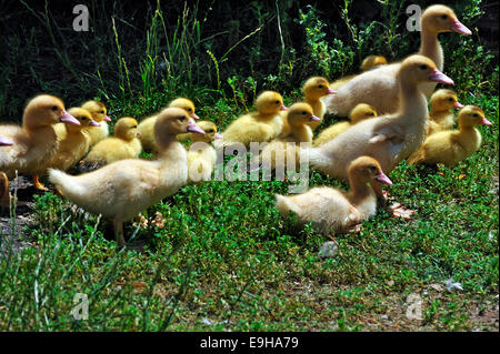 Les canards de Barbarie (moscovie moschata), poussins, Middle Franconia, Bavaria, Germany Banque D'Images