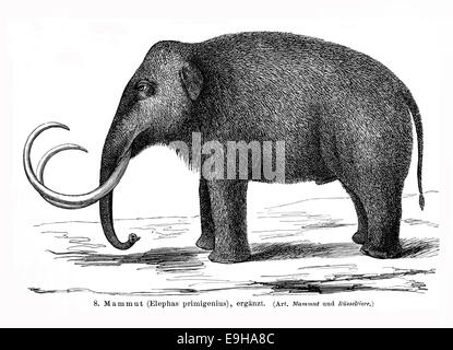 Illustration d'un mammouth (Elephas primigenius), Encyclopédie Meyers, 1897 Banque D'Images