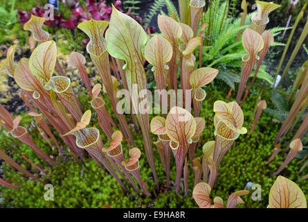 Pitcherplant pourpre (Sarracenia purpurea), Glasgow Botanic Gardens, Glasgow, Ecosse, Royaume-Uni Banque D'Images