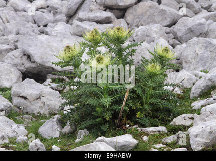 Spiniest Cirsium spinosissimum), Tyrol, Autriche Banque D'Images