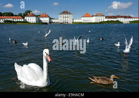Le Cygne tuberculé (Cygnus olor) et autres oiseaux d'eau sur le canal du palais, derrière le côté est du château Nymphenburg, Munich Banque D'Images