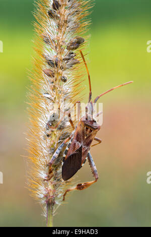 Les conifères de l'Ouest (la punaise Leptoglossus occidentalis), Burgenland, Autriche Banque D'Images
