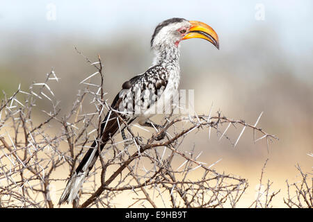 Calao à bec jaune (Tockus flavirostris), Etosha-Nationalpark, Namutoni, Namibie Banque D'Images