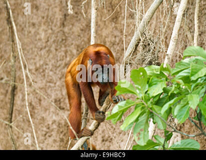 Singe hurleur (Alouatta rouge alonnatta), la Réserve de Tambopata, région de Madre de Dios, Pérou Banque D'Images