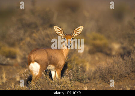 Steenbok, Raphicerus campestris, Parc national du Karoo, Afrique du Sud Banque D'Images