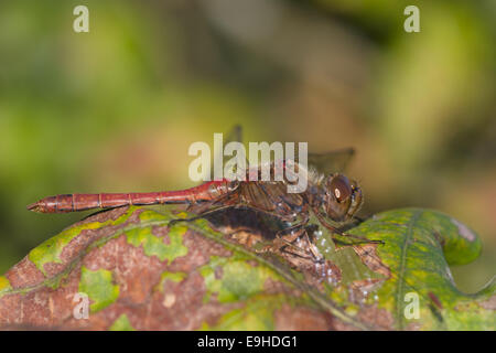 (Sympetrum vulgatum dard vagrant), homme Banque D'Images