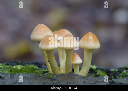 Hypholoma capnoides (champignon) Banque D'Images