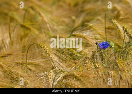 Champ d'orge en herbe bleue Banque D'Images