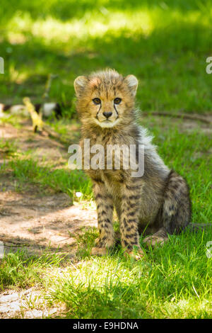 Jeune Guépard (Acinonyx jubatus) Banque D'Images