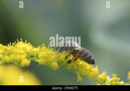 'Abeille à miel (Apis mellifera) Banque D'Images