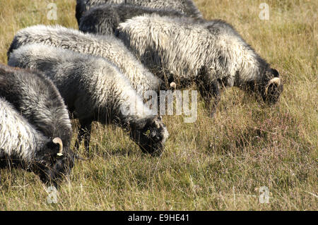 Heath allemand dans les Landes Banque D'Images