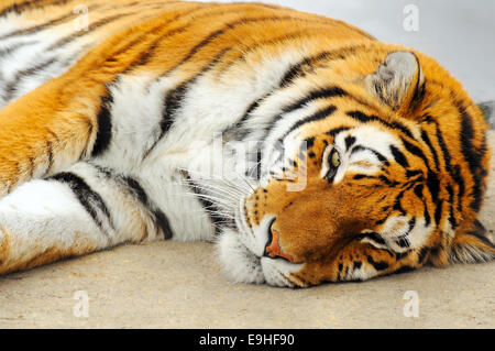 Beau et puissant Tigre géant de prendre une sieste, les détails et les couleurs. Banque D'Images