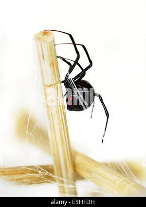 Belle et mortelle, l'araignée veuve noire femelle Galgali bustier, avec forme de sablier rouge vif visible comme un avertissement en vertu de Banque D'Images