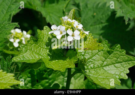 L'alliaire officinale - Alliaria petiolata fleurs haie blanc Banque D'Images