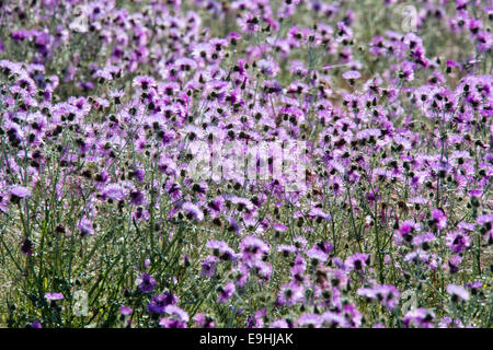 Printemps fleurs sauvages, chardons, violet sur le Castro Verde, des plaines du sud du Portugal. Banque D'Images