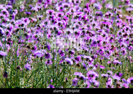 Printemps fleurs sauvages, chardons, violet sur le Castro Verde, des plaines du sud du Portugal. Banque D'Images