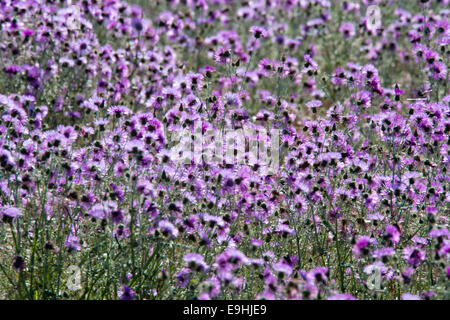 Printemps fleurs sauvages, chardons, violet sur le Castro Verde, des plaines du sud du Portugal. Banque D'Images