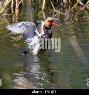 Red-crested Pochard, homme battre des ailes, le Parc Naturel de Ria Formosa, l'Algarve, Portugal. Banque D'Images