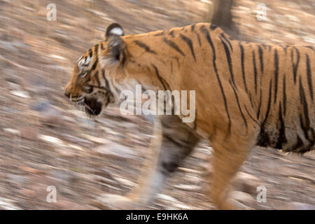 Panoramique d'un tigre dans la forêt sèche de la réserve de tigres de Ranthambore Banque D'Images