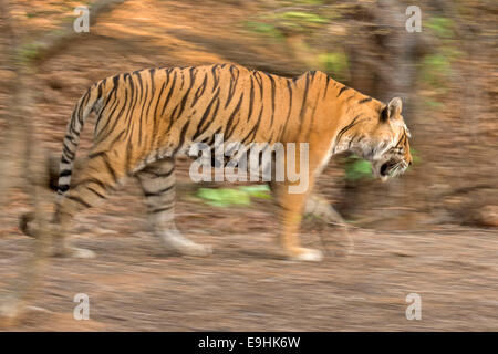 Panoramique d'un tigre dans la forêt sèche de la réserve de tigres de Ranthambore Banque D'Images