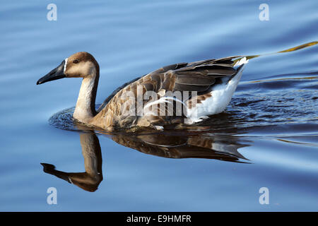 Swan goose, Anser cygnoides, et son reflet sur un lac Banque D'Images