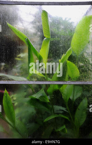 Plantes tropicales derrière fenêtre sale d'une ancienne serre ou serre chaude Banque D'Images