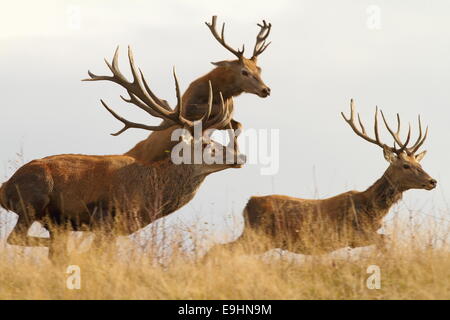Cerfs rouges ( Cervus elaphus ) sur un run sauvage, l'un dans l'air Banque D'Images
