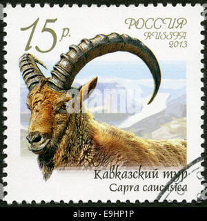 Russie - 2013 : montre Caucasian tur (Capra caucasica), série Faune de la Russie, des chèvres sauvages et des béliers Banque D'Images