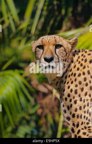 Le Guépard (Acinonyx jubatus) Banque D'Images