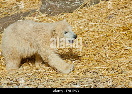 Les jeunes ours polaires (Ursus maritimus) Banque D'Images