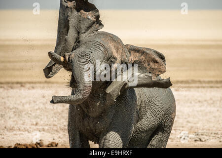 Un éléphant en prenant un bain de boue dans le parc d'Etosha, Namibie Banque D'Images