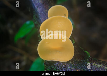 Champignons Champignons Champagne (coupe) sur la nature. Banque D'Images