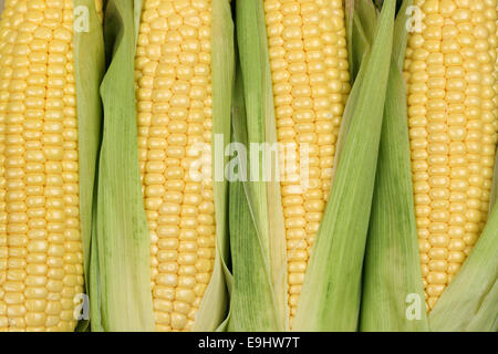 Des épis de maïs ou de maïs en été pendant la récolte Banque D'Images